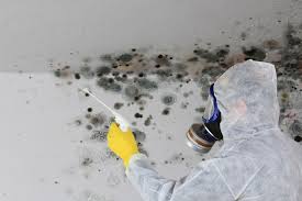 Trusted Tracy, MN Mold Remediation Experts